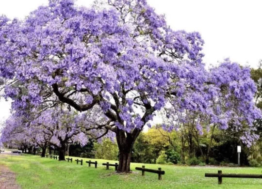 purple_paulownia-1030x840