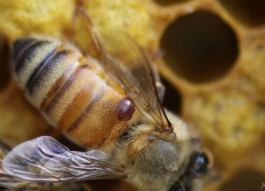 Varroa_destructor