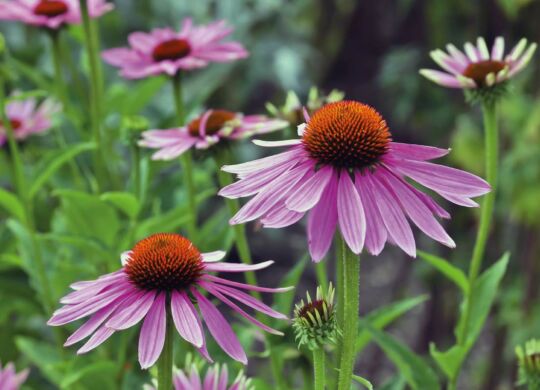 echinacea